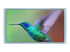 BenQ SL6504 - 65" Diagonal Class SL04 Series LED-backlit LCD display - Front